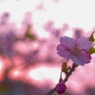 鎌倉 '14.3.12 桜⑤