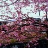 鎌倉 '14.3.12 桜⑦