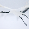 Grus Japonensis