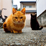 路地裏で