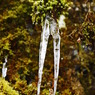 氷Ⅱ