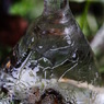 氷Ⅱ