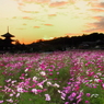 法起寺の風