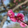 梅