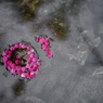 花びらの砂浜