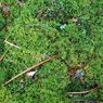 苔の森で・・・