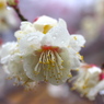 花の想い