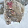 Snow Monkey Family
