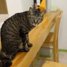 猫17