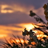 冬の播磨灘に沈む夕日２０