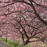 みなみの桜　⑤