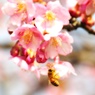 A Taste Of Honey 14 ~河津桜Ⅲ~