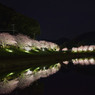 みなみの夜桜景　⑧