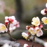この蜜は美味しいかな？