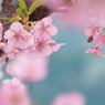 河津桜