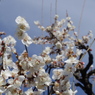 IMGP0275