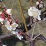IMGP0284