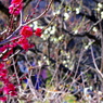 IMGP0297