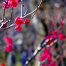 IMGP0298
