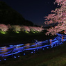 夜桜☆流れ星 -1