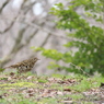 初めて見つけたトラツグミ