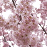 桜空