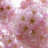 桜模様