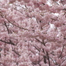 花の朝