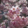 桜光