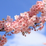 河津桜～その２