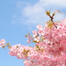 河津桜～その３