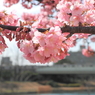 河津桜～その４
