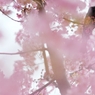 sakura-filter