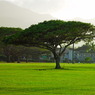 tree in the park