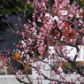鳥を徒労　天神様の『ウメセミ』＃２