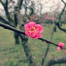 梅