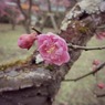 梅