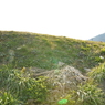 6日午後、緑と木々 (105)