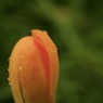 雨の日のつぼみ