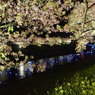 みなみの夜桜景　⑩
