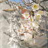 春の荏柄③