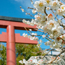 春の荏柄天神⑨