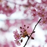 spring pink