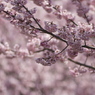 桜色の間
