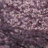 桜の時