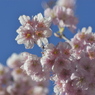 桜と光と青空と