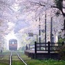 津軽の桜5