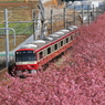 桜下を行く