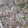 DS20150308 6