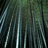 竹林